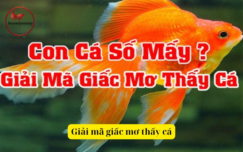 Giải mã giấc mơ thấy cá
