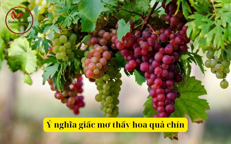 Ý nghĩa giấc mơ thấy hoa quả chín