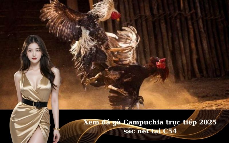 Xem đá gà Campuchia trực tiếp 2025 sắc nét tại C54