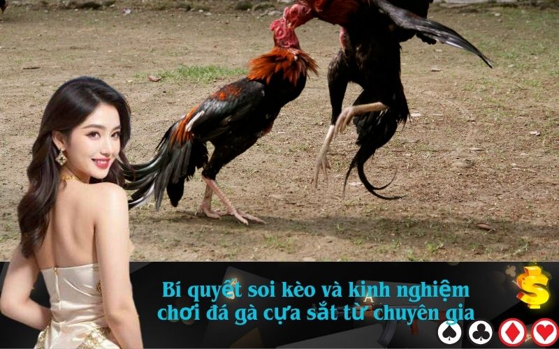 Bí quyết soi kèo và kinh nghiệm chơi đá gà cựa sắt từ chuyên gia